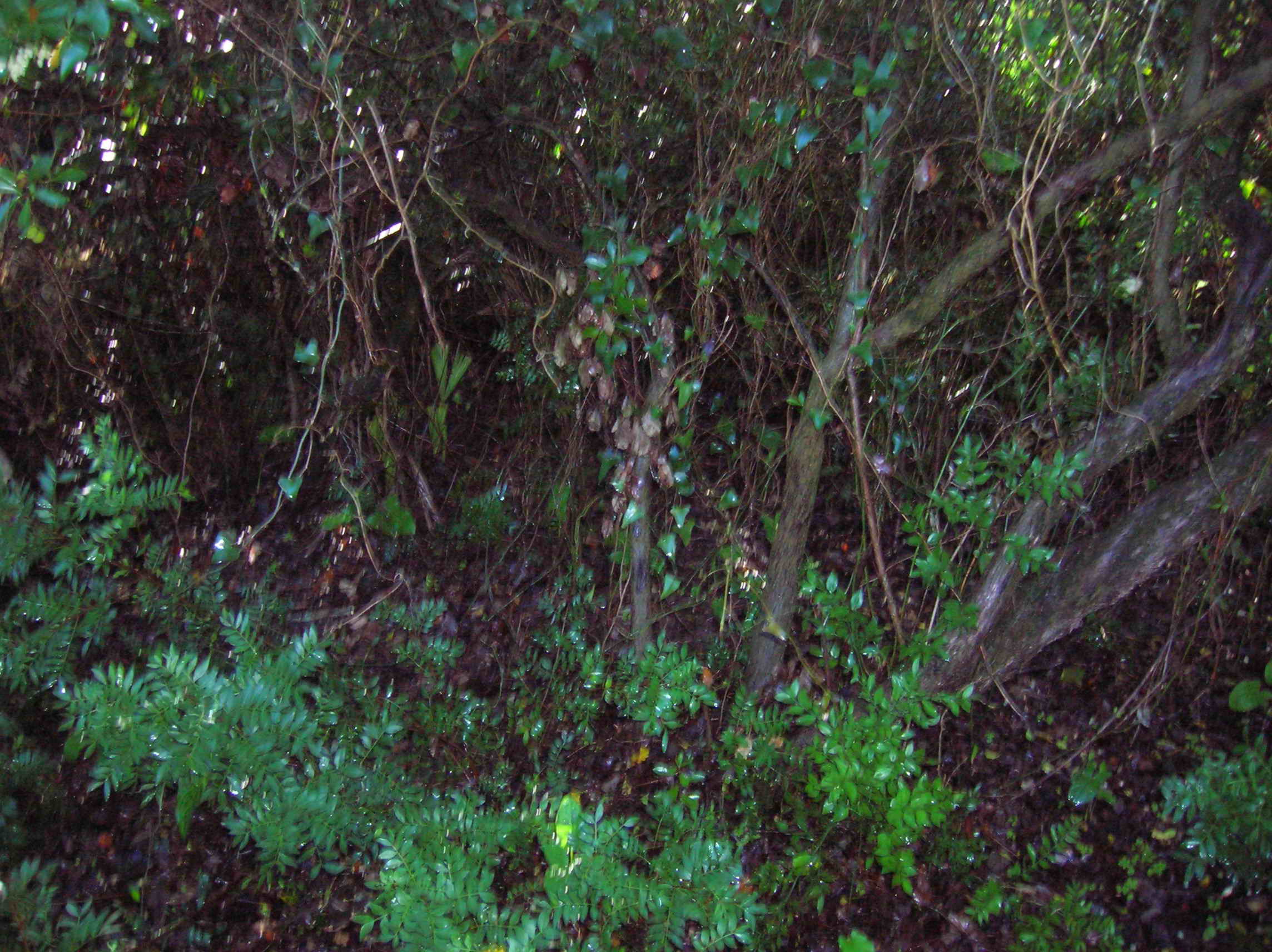 DSCN0786
