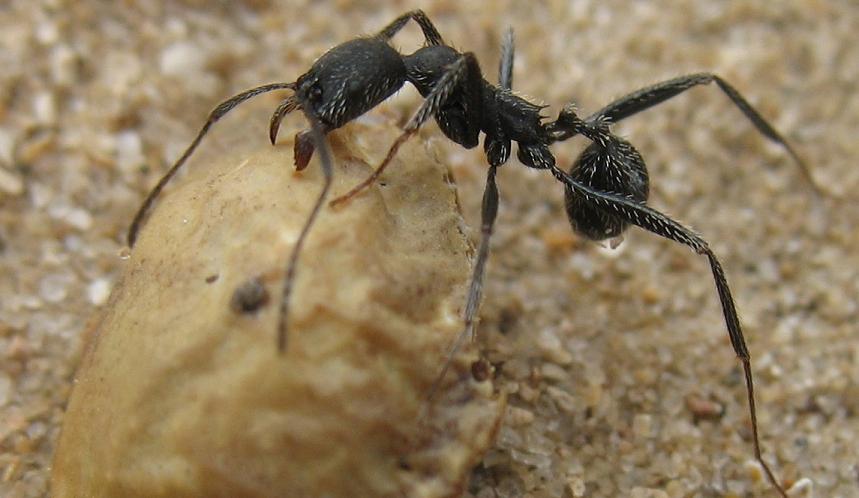 apha limonera