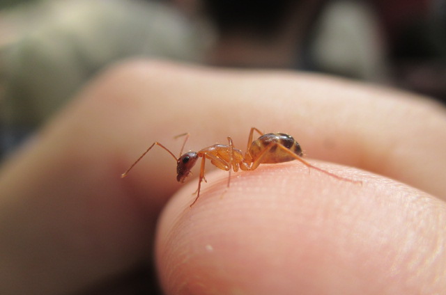 Camponotus pilicornis