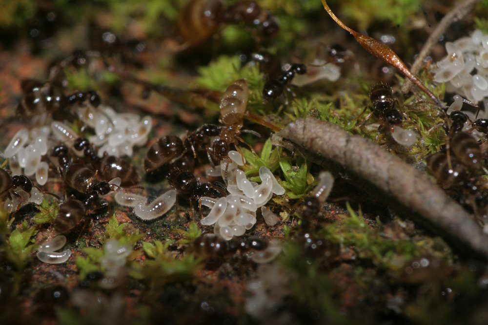 Jungla Plagiolepis