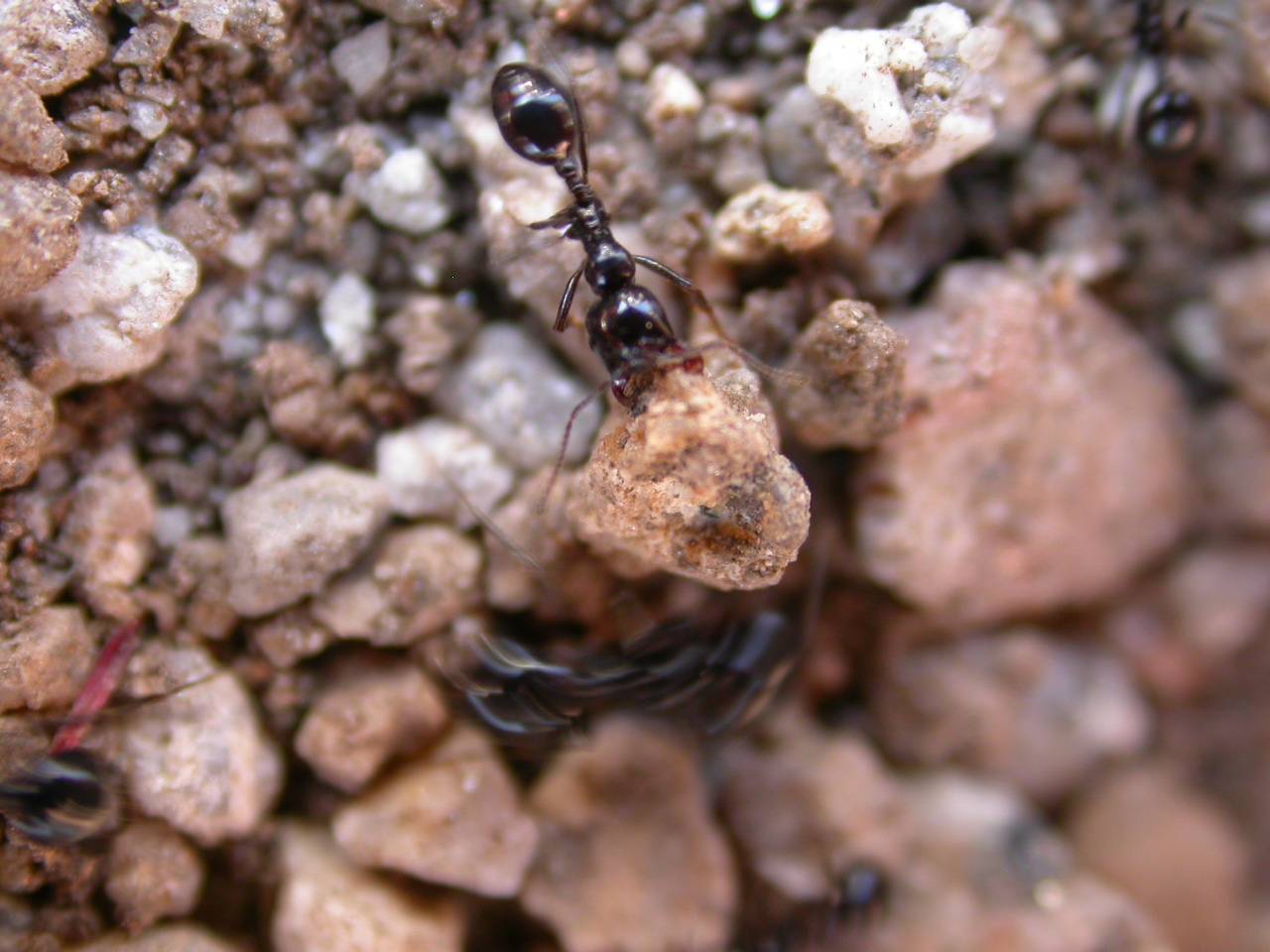 Messor Levantando Piedra