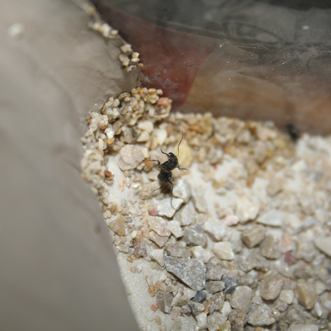Messor Barbarus posando para la c�mara a�rea