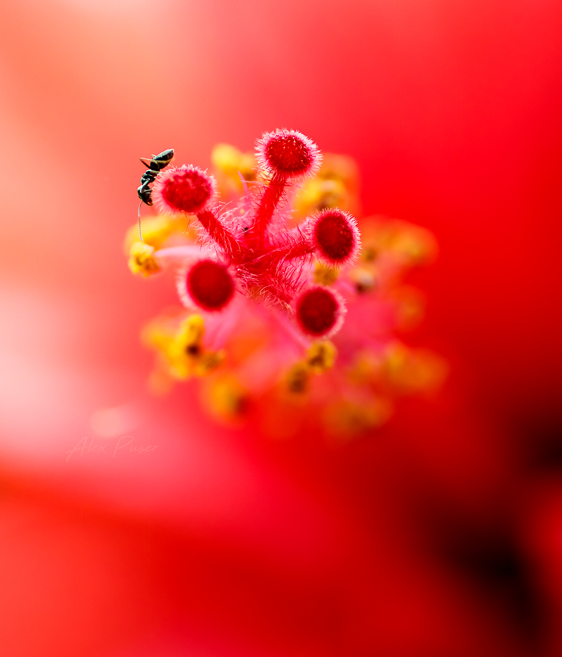 hibiscus