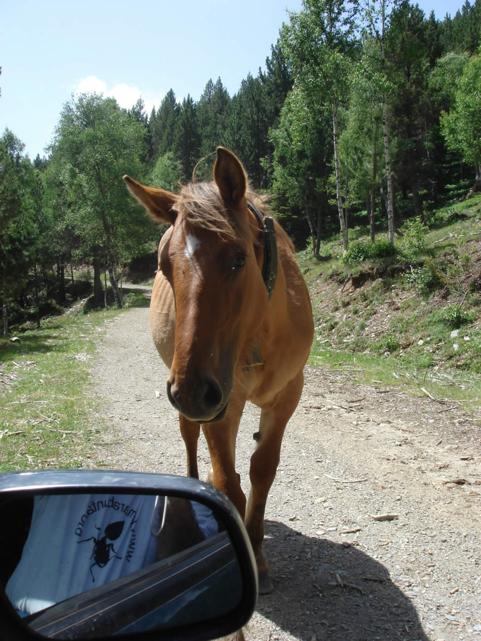 Caballo y Crematogaster se encuentran en los Pirineos
