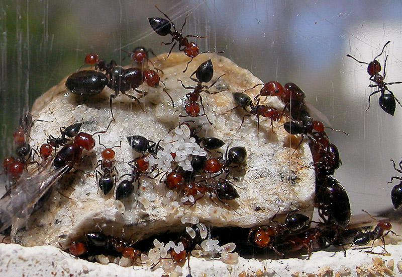 hormigas, mis primeras...