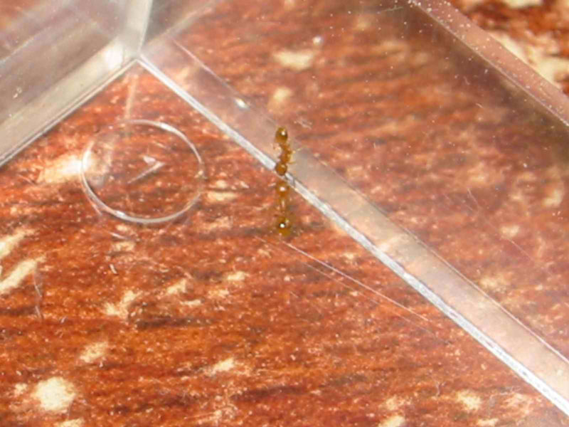 peque�a hormiga amarilla