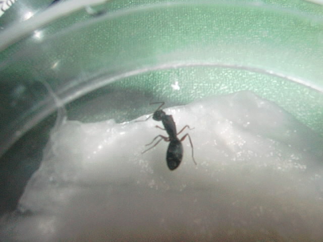 Esta nose que sea  creo que es un reina de camponotus  ya tiene  huevos  tambien