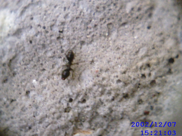 Especie?