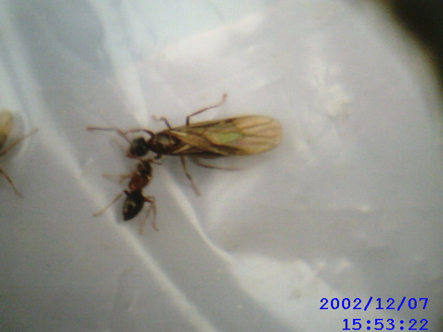 Especie?