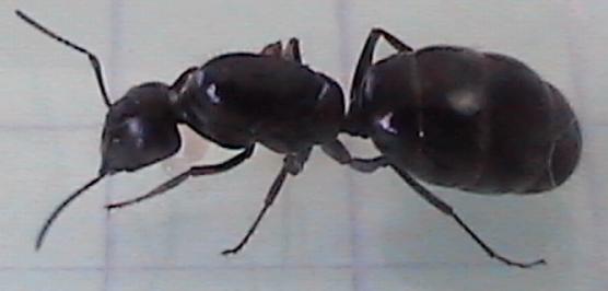 Formicinae reina