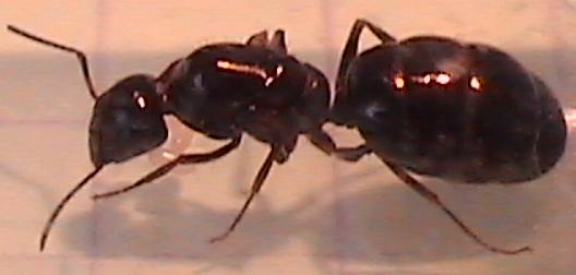 Formicinae reina