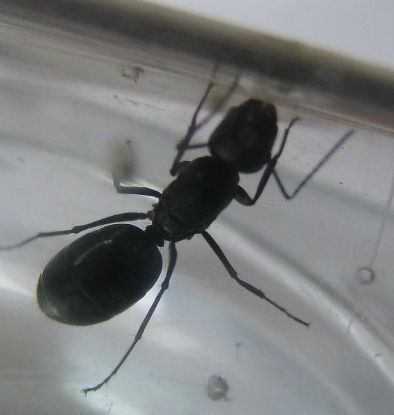Hormiga de honduras 2