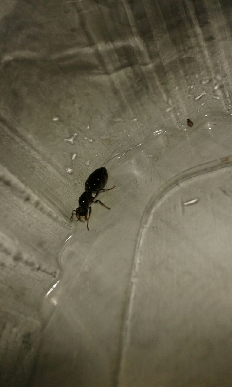 Posible reina de componotus micans