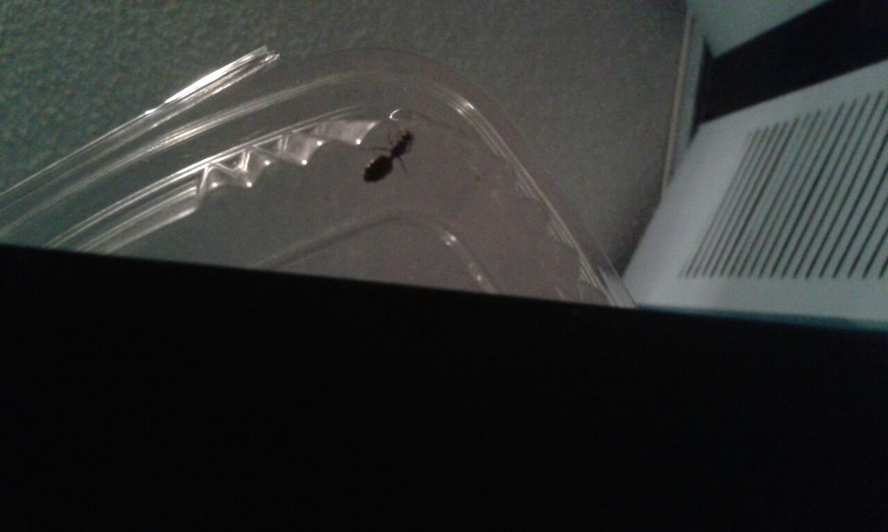 Posible reina de componotus micans