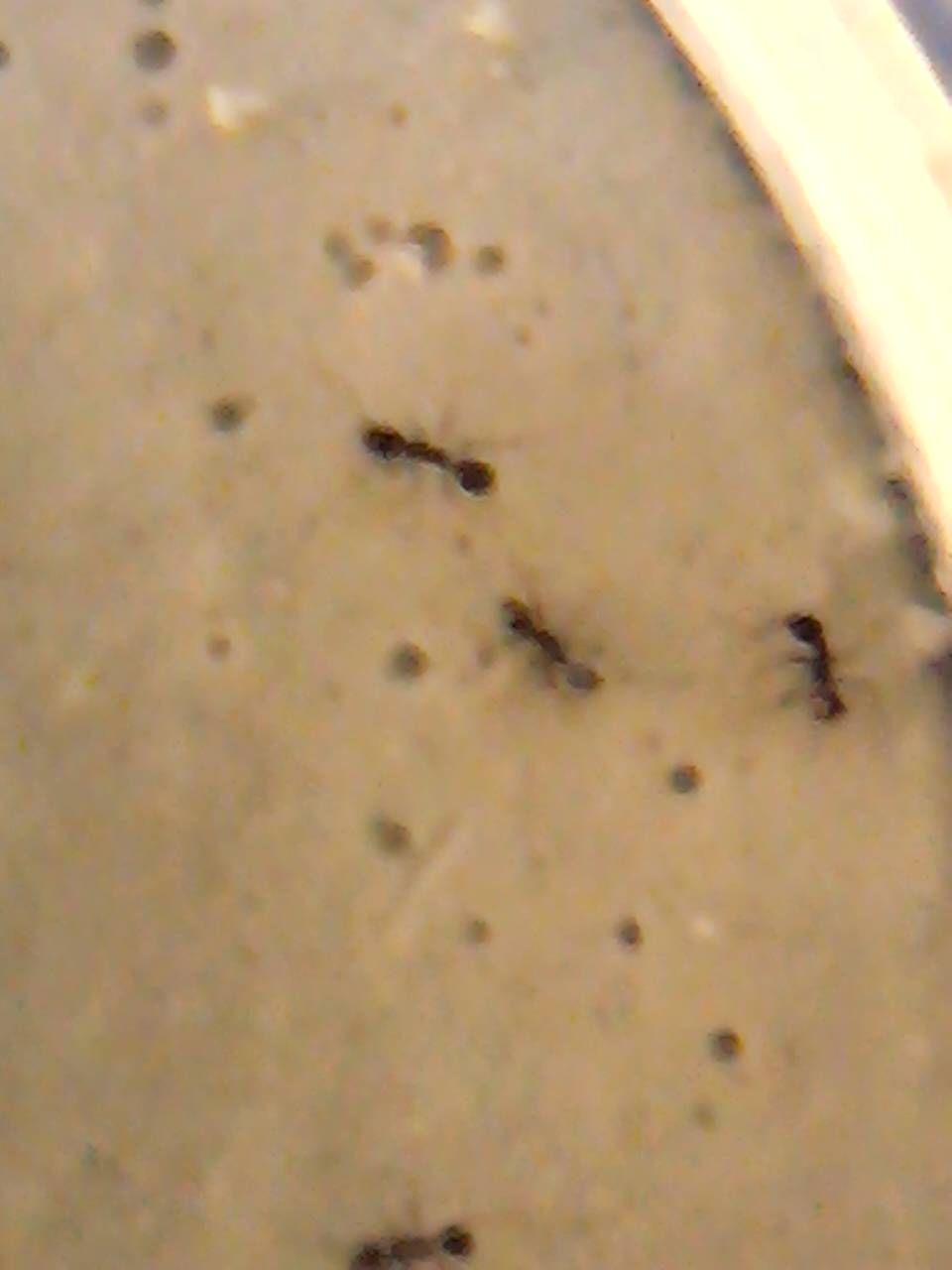 para identificar la especie