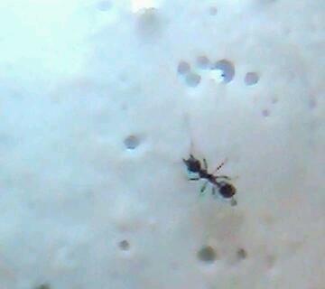 para identificar la especie