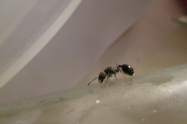 Ayuda a identificar