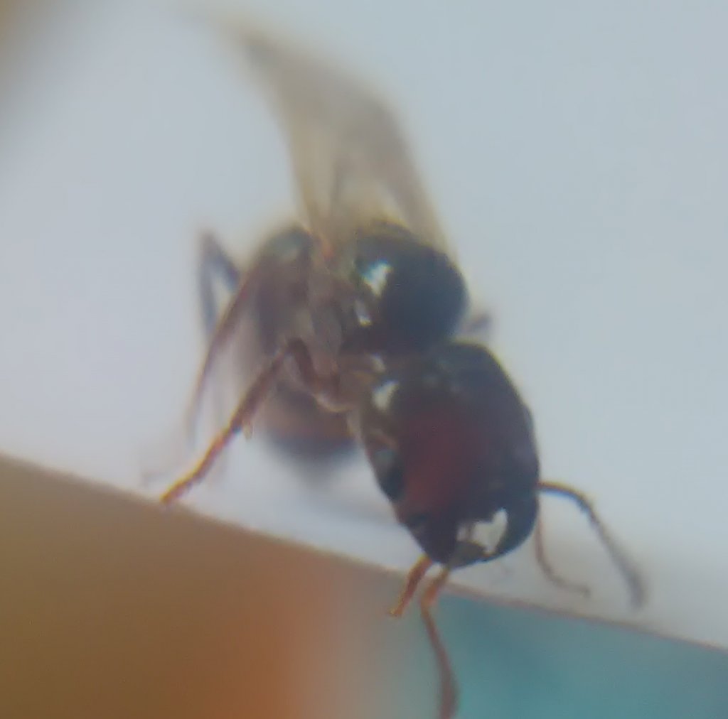 Que tipo de Pheidole es? 2