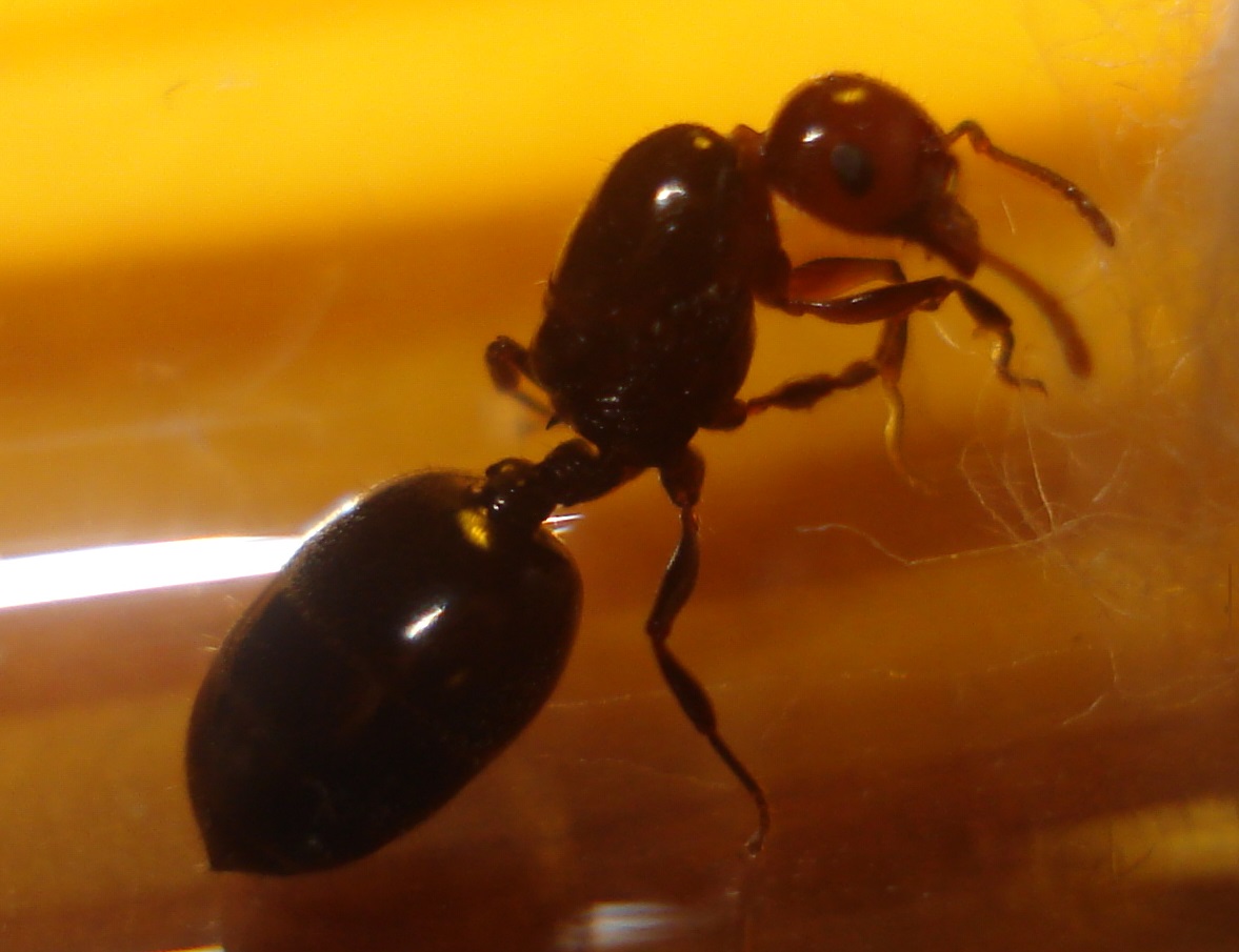 Hormiga cabeza roja