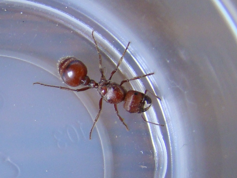 reina desconocida