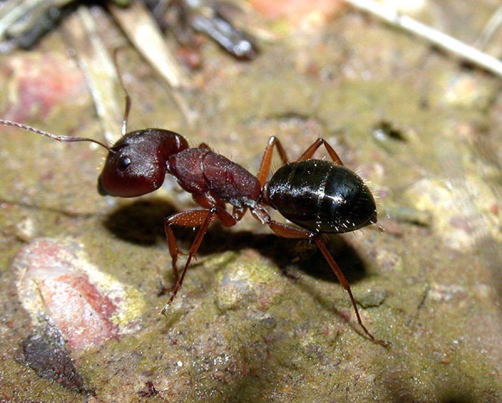 Camponotus punctulatus