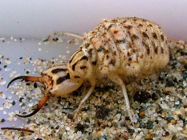 Larva de Hormiga Le�n