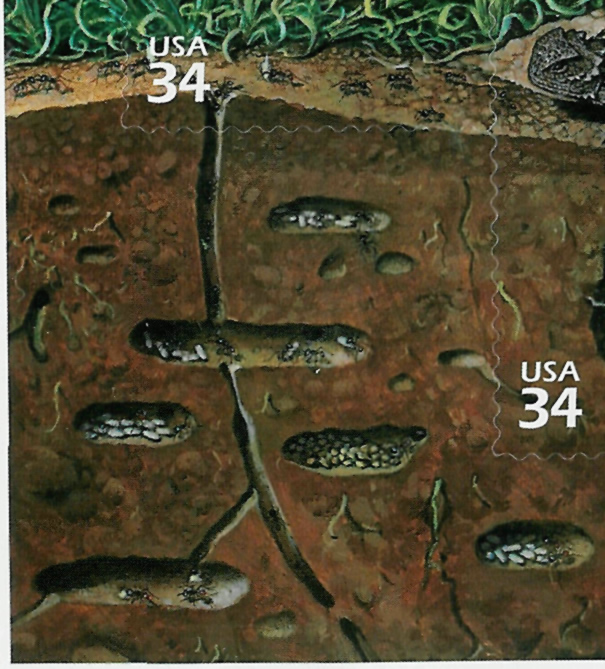 Detalle del nido de Pogonomyrmex occidentalis del bloque dedicado a las grandes planicies de la pradera americana2. Estados Unidos, 2000