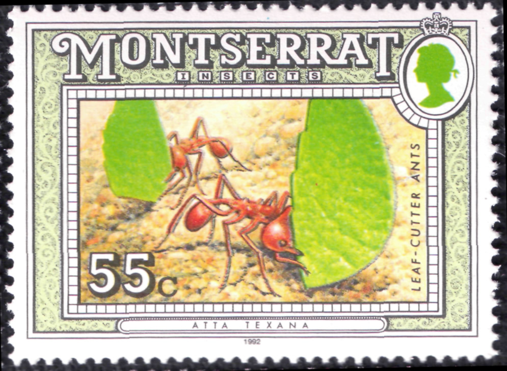 Atta texana. Serie 16 sellos de insectos. Montserrat, 1992