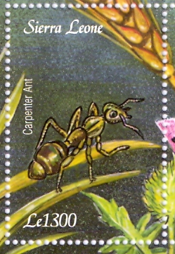 Sierra Leone 2003. Insectos de Africa. Hormiga "Carpenter Ant"