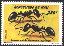 Falta sello Mali 1998. Monomorium minimum
