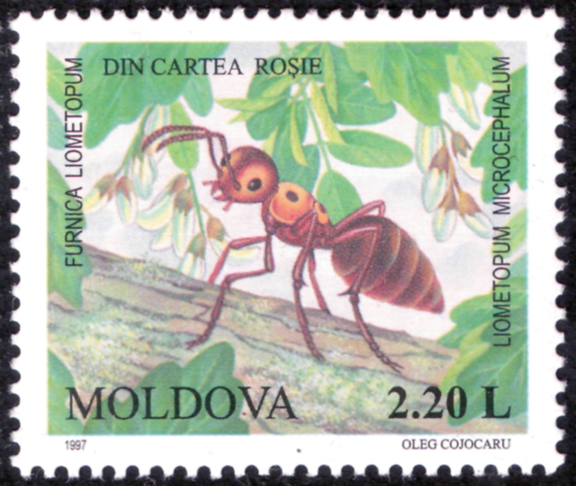 Hormiga dolichoderinae Liometopum microcephalum. Serie insectos. Moldavia, 1977