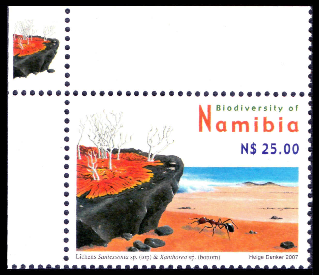 Biodiversidad de Namibia. L?quenes y hormiga. 2007