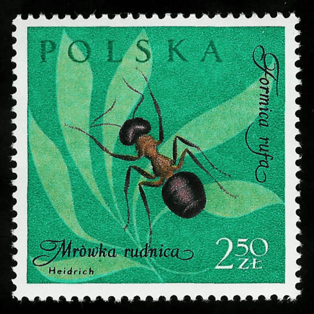 Sello de Formica rufa de una serie de 12 insectos. Polonia, 1962