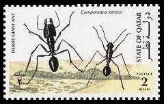 Falta sello Qatar. Camponotus xenes