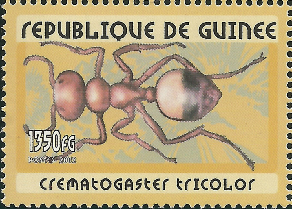 Republica Guinea 2002. Crematogaster tricolor