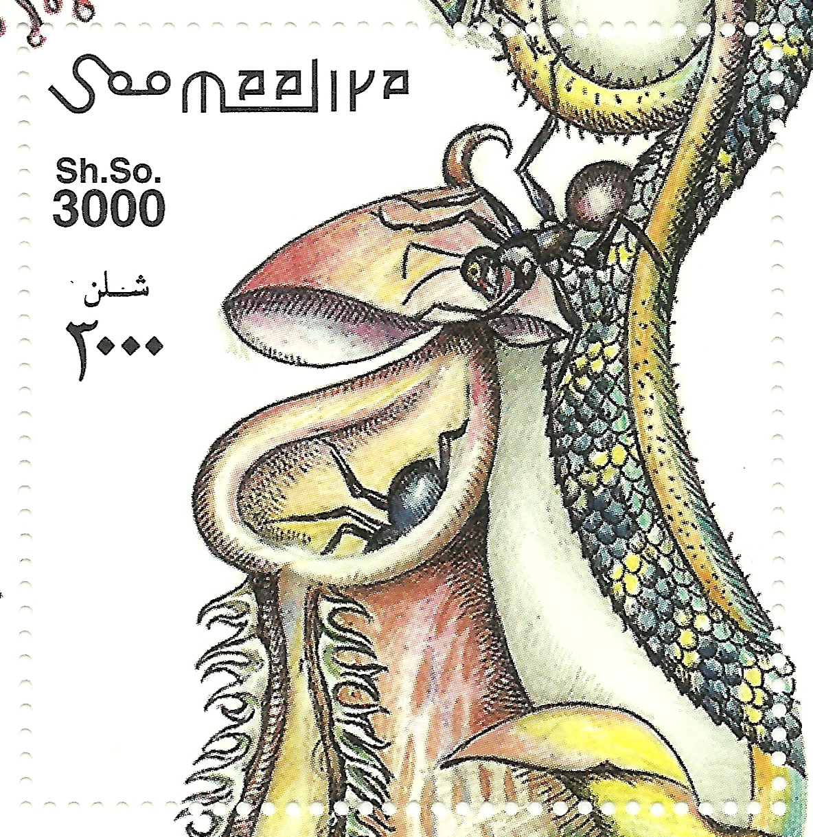 Somalia 2000. Sello de hormiga apunto ser cazada por una planta carn�vora