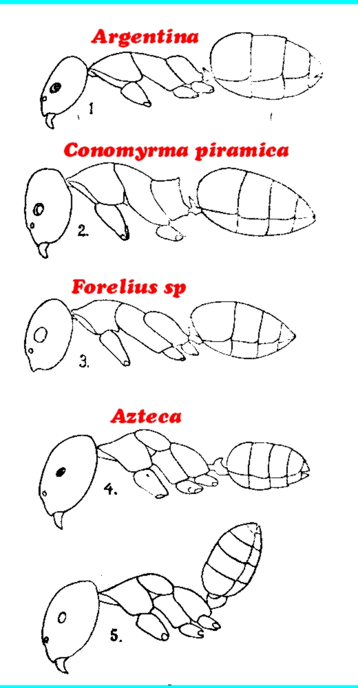 Argentina_Forelius