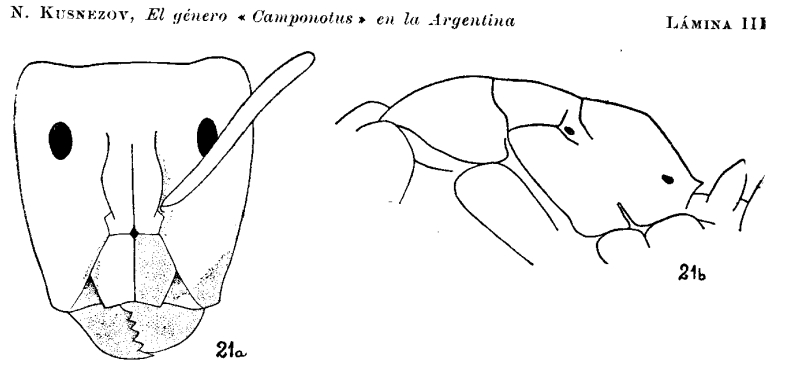 Camponotus borellii dibujo