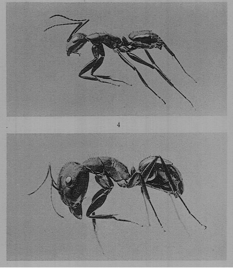 Camponotus_punctulatus_3