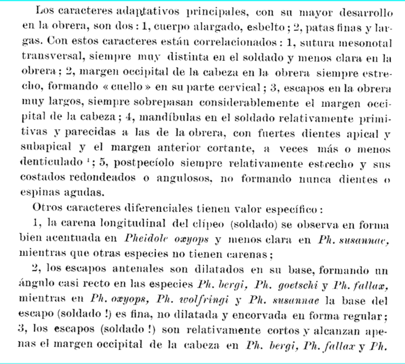 Clave_Pheidole