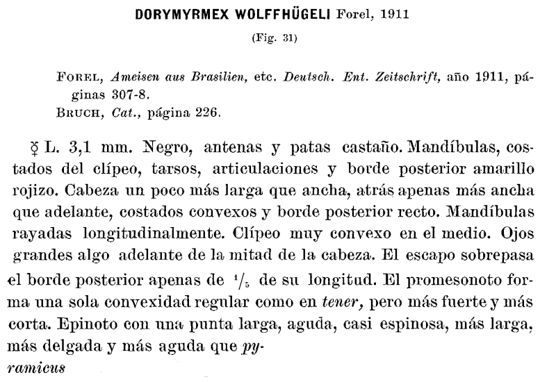 D wolffhugeli 1
