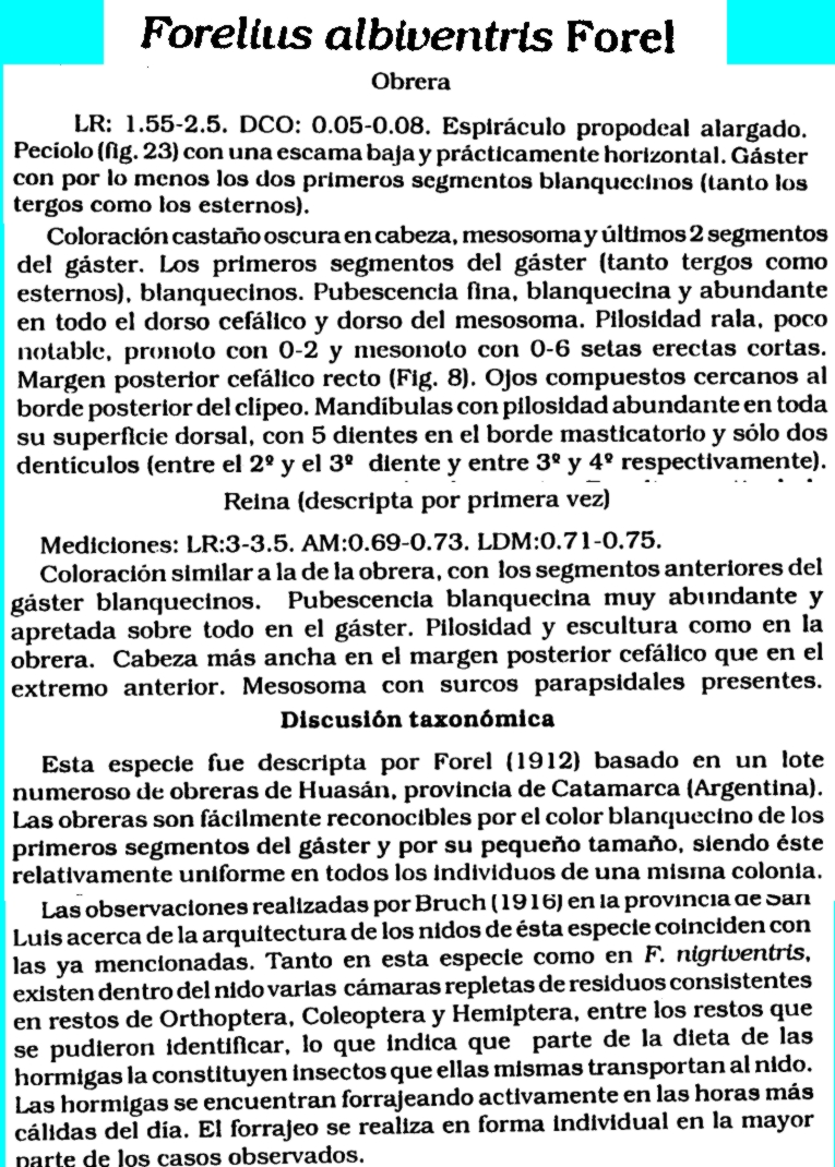 Forelius_albiventris_2