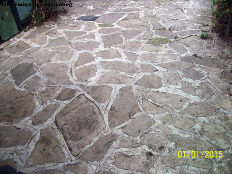 Fosiles mi patio #8