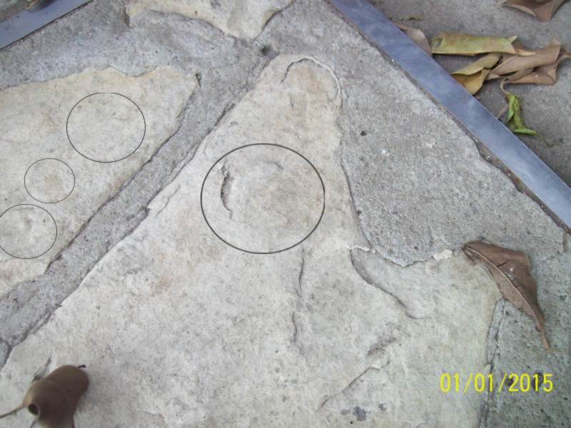 Fosiles patio paco #11