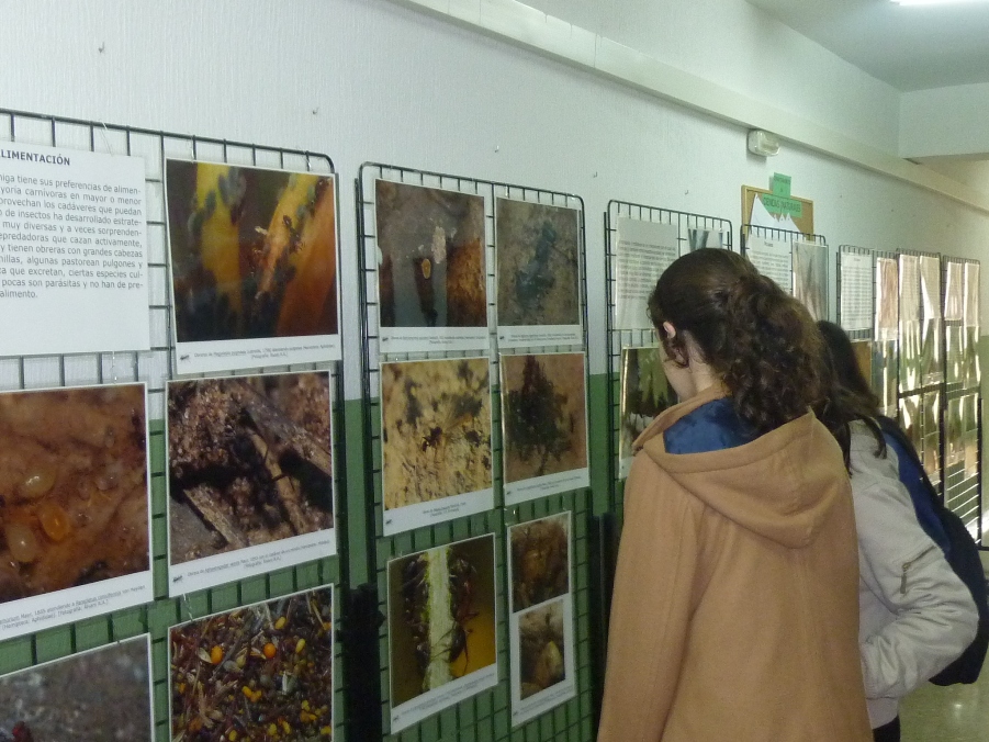 Jornada tem�tica sobre hormigas 1