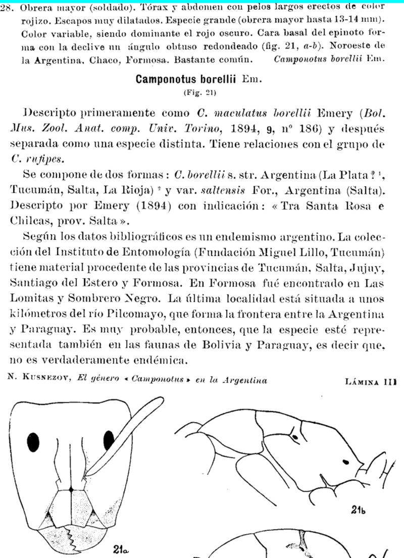 Camponotus borellii