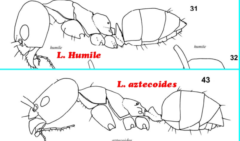 L_humiles