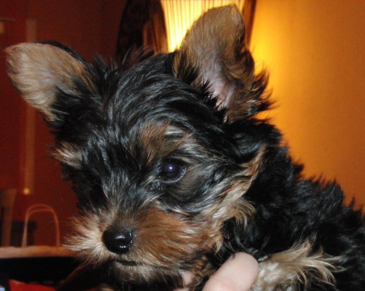 Lucas