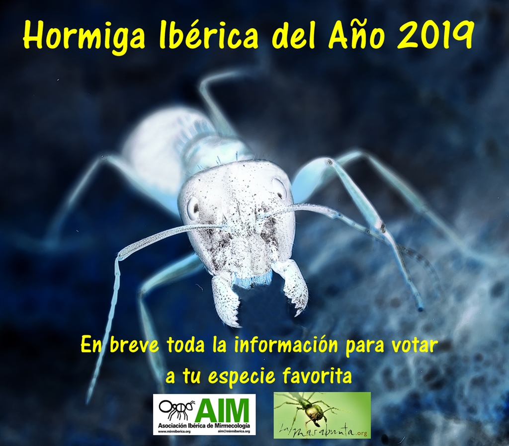 Hormiga del A�o 2019