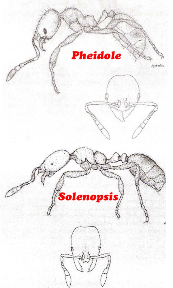 Pheidole_Solenopsis